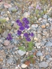 PICTURES/Death Valley - Wildflowers/t_Death Valley - Purple Flowers1.JPG